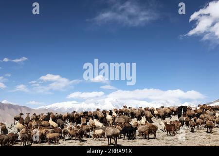 Taxkorgan, regione autonoma cinese di Xinjiang Uygur. 6 settembre 2023. Le pecore pascolano ai piedi del monte Muztagata sull'altopiano del Pamir, regione autonoma uigura dello Xinjiang, nella Cina nord-occidentale, 6 settembre 2023. Crediti: LAN Hongguang/Xinhua/Alamy Live News Foto Stock