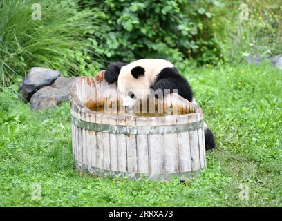 230831 -- BERLINO, agosto 31, 2023 -- panda gigante Meng Yuan è visibile allo Zoo di Berlino, capitale della Germania, agosto 31, 2023. I due panda giganti hanno festeggiato il loro quarto compleanno allo Zoo di Berlino giovedì. GERMANIA-BERLINO-GIGANTE PANDA GEMELLI-QUARTO COMPLEANNO RENXPENGFEI PUBLICATIONXNOTXINXCHN Foto Stock