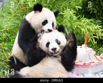 230831 -- BERLINO, agosto 31, 2023 -- Giant panda Meng Xiang top plays with Meng Yuan at Zoo Berlin in Berlin, capitale della Germania, agosto 31, 2023. I due panda giganti hanno festeggiato il loro quarto compleanno allo Zoo di Berlino giovedì. GERMANIA-BERLINO-GIGANTE PANDA GEMELLI-QUARTO COMPLEANNO RENXPENGFEI PUBLICATIONXNOTXINXCHN Foto Stock