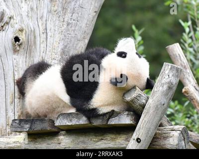 230831 -- BERLINO, agosto 31, 2023 -- panda gigante Meng Xiang è stato visto allo zoo di Berlino, capitale della Germania, agosto 31, 2023. I due panda giganti hanno festeggiato il loro quarto compleanno allo Zoo di Berlino giovedì. GERMANIA-BERLINO-GIGANTE PANDA GEMELLI-QUARTO COMPLEANNO RENXPENGFEI PUBLICATIONXNOTXINXCHN Foto Stock