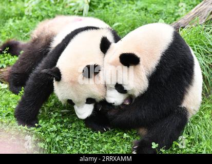 230831 -- BERLINO, agosto 31, 2023 -- panda gigante Meng Xiang L gioca con Meng Yuan allo zoo di Berlino, capitale della Germania, agosto 31, 2023. I due panda giganti hanno festeggiato il loro quarto compleanno allo Zoo di Berlino giovedì. GERMANIA-BERLINO-GIGANTE PANDA GEMELLI-QUARTO COMPLEANNO RENXPENGFEI PUBLICATIONXNOTXINXCHN Foto Stock