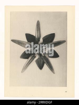 Fotografia d'arte, studio di piante, seppia, monocromatica, inchiostro di carta, STILL Life, Plant Eranthis hyemalis, l'aconite invernale, Asclepias syriaca, comunemente chiamata erba del latte comune, fiore della farfalla, erba da seta, erba di rondine setosa e erba da seta Virginia Foto Stock