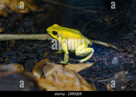 Golden veleno frana (Phyllobates terrobilis). Rana tropicale che vive in Sud America. Foto Stock