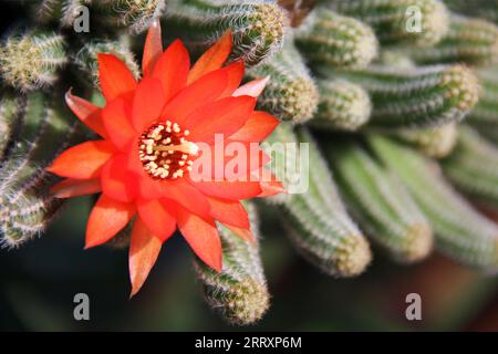 Un vivace fiore rosa si trova al centro di un vaso di terracotta pieno di vari succulenti cactus Foto Stock