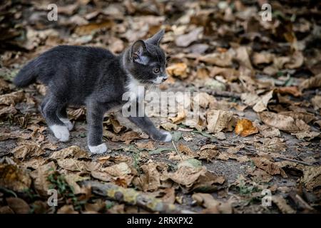 Un piccolo gattino grigio che gioca tra il fogliame asciutto autunnale nel cortile del villaggio Foto Stock