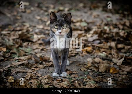 Mamma tricolore tra foglie autunnali secche. Ritratto di un gatto da cortile in strada la sera Foto Stock