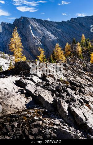 Alberi di larice di montagna nei colori autunnali su una collina rocciosa che si affaccia sulle montagne di fondo di Kananaskis, Alberta, Canada. Foto Stock