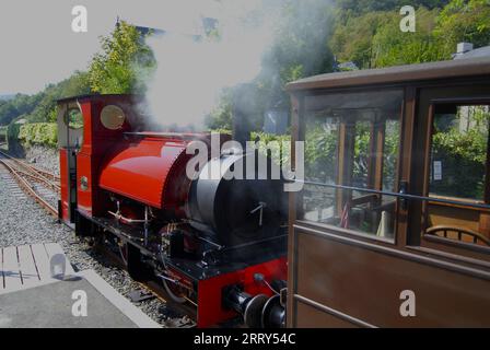 New FALCON No.10 at Corris Railway, Gwynedd WALES UK Foto Stock