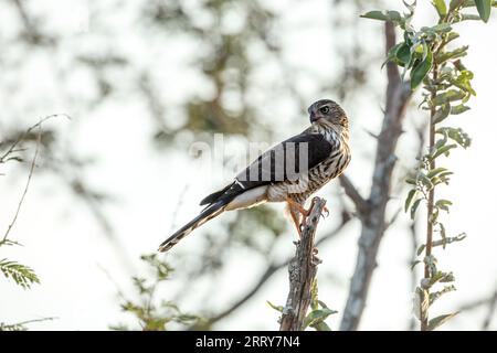 Shikra giovanile in piedi su un ramo isolato su sfondo bianco nel Parco Nazionale di Kruger, Sud Africa ; famiglia speciale Accipiter badius di Accipitrid Foto Stock