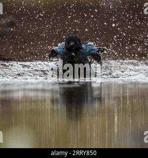 Cape Glossy Starling bagno nella buca d'acqua nel Parco Nazionale di Kruger, Sud Africa ; specie Lamprotornis nitens famiglia di Sturnidae Foto Stock