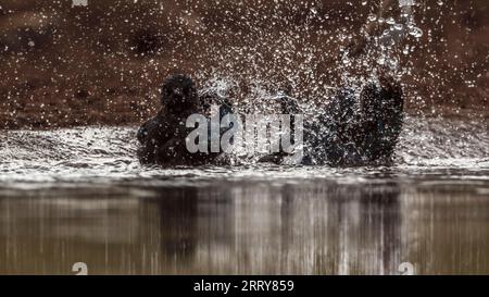 Two Cape Glossy Starling Bathing in waterhole nel Kruger National Park, Sud Africa; Specie Lamprotornis nitens Family of Sturnidae Foto Stock