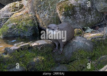 Lontra asiatica a piccoli artigli (Amblonyx cinerea o Aonyx cinereus). Foto Stock