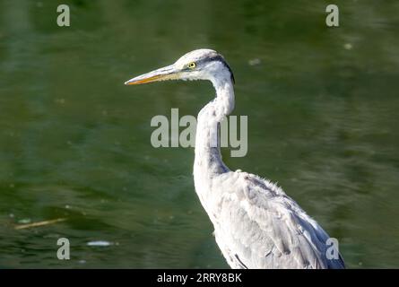 Giovane airone grigio che si trova sul bordo dell'acqua vicino al mare in un porto pazientemente in attesa di prendere un pesce Foto Stock