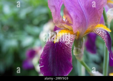 In estate, l'ape impollina i fiori dell'Iris nel giardino Foto Stock
