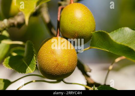 Due piccole pere Nashi non ancora pronte per la raccolta Foto Stock