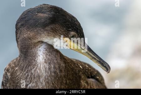 Shag, grande uccelli marini, primo piano con becco e ritratto degli occhi con sfondo marino naturale che riposa al sole sui gradini di un porto Foto Stock