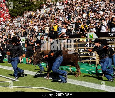 Boulder, CO, USA. 9 settembre 2023. Ralphie the Buffalo corre sul campo prima della partita di football tra Colorado e Nebraska a Boulder, CO. Derek Regensburger/CSM/Alamy Live News Foto Stock