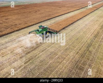Rocky View County Alberta, 03 settembre 2023: Mietitrebbia aerea per la raccolta di un campo di grano con una pista di polvere in una giornata nebbiosa nelle praterie. Foto Stock