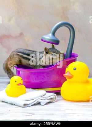 Lo chipmunk peloso gioca in una vasca viola, con un paio di anatre di gomma Foto Stock