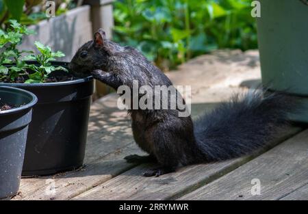 Il curioso scoiattolo nero controlla le piante in vaso sul ponte, alla ricerca di semi o qualcosa di buono da mangiare Foto Stock