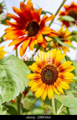 Teste di fiori gialle e arancioni del comune girasole (Helianthus annuus) in piena fioritura alla fine dell'estate. Foto Stock