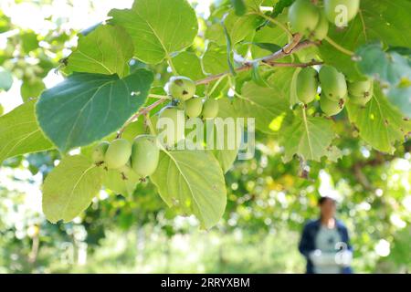 Gli agricoltori stanno raccogliendo giubbotti morbidi e kiwi sono in azienda Foto Stock