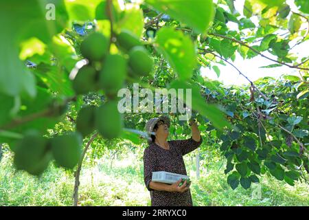 CONTEA DI LUANNAN, provincia di Hebei, Cina - 28 agosto 2020: Gli agricoltori stanno raccogliendo giuggiole morbide e kiwi sono in azienda Foto Stock