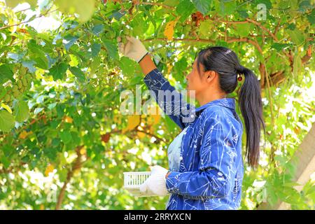 CONTEA DI LUANNAN, provincia di Hebei, Cina - 28 agosto 2020: Gli agricoltori stanno raccogliendo giuggiole morbide e kiwi sono in azienda Foto Stock