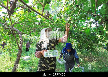 CONTEA DI LUANNAN, provincia di Hebei, Cina - 28 agosto 2020: Gli agricoltori stanno raccogliendo giuggiole morbide e kiwi sono in azienda Foto Stock