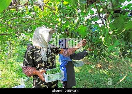 CONTEA DI LUANNAN, provincia di Hebei, Cina - 28 agosto 2020: Gli agricoltori stanno raccogliendo giuggiole morbide e kiwi sono in azienda Foto Stock