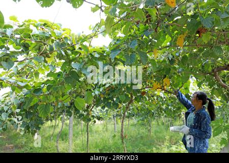 CONTEA DI LUANNAN, provincia di Hebei, Cina - 28 agosto 2020: Gli agricoltori stanno raccogliendo giuggiole morbide e kiwi sono in azienda Foto Stock