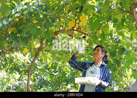 CONTEA DI LUANNAN, provincia di Hebei, Cina - 28 agosto 2020: Gli agricoltori stanno raccogliendo giuggiole morbide e kiwi sono in azienda Foto Stock