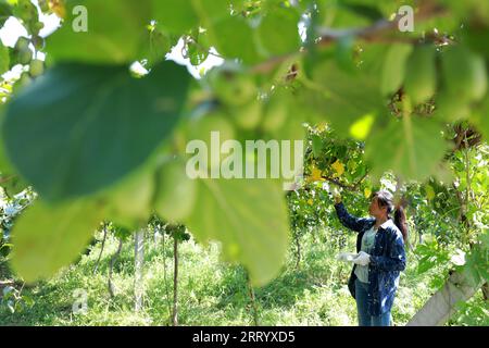 CONTEA DI LUANNAN, provincia di Hebei, Cina - 28 agosto 2020: Gli agricoltori stanno raccogliendo giuggiole morbide e kiwi sono in azienda Foto Stock