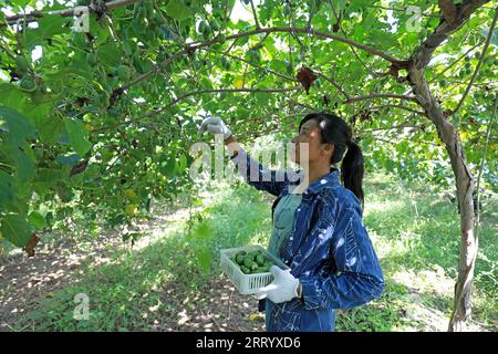 CONTEA DI LUANNAN, provincia di Hebei, Cina - 28 agosto 2020: Gli agricoltori stanno raccogliendo giuggiole morbide e kiwi sono in azienda Foto Stock