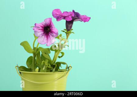 Splendidi fiori di petunia in vaso verde su sfondo turchese, primo piano. Spazio per il testo Foto Stock