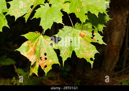 Antracnosi infetta foglie d'acero. Quebec, Canada Foto Stock