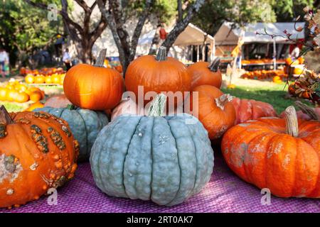 Zucche diverse in vendita presso l'allevamento di zucche. Sfondo autunnale e festeggiamenti di Halloween Foto Stock