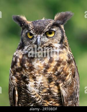 Ritratto di gufo con corna grande, Quebec, Canada Foto Stock