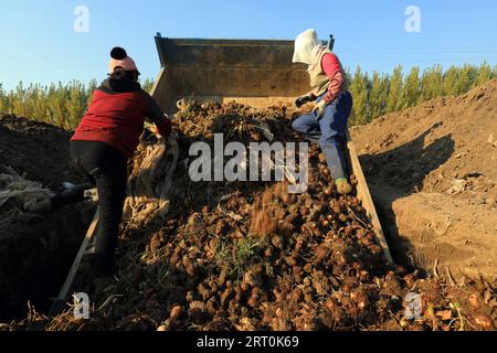 CONTEA DI LUANNAN, Cina - 24 ottobre 2020: Gli agricoltori raccolgono taro in azienda, CONTEA DI LUANNAN, provincia di Hebei, Cina Foto Stock