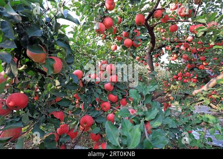 Mele Fuji rosse mature su rami di un frutteto, CONTEA DI LUANNAN, provincia di Hebei, Cina. Foto Stock