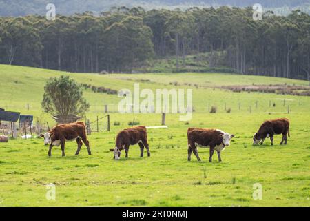 mucche di manzo hereford in un campo su erba verde Foto Stock