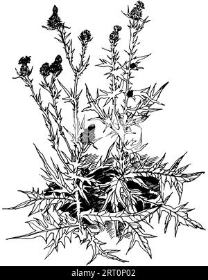 Elegante disposizione floreale di fiori e foglie d'arte. Illustrazione monocromatica di burdock Illustrazione Vettoriale