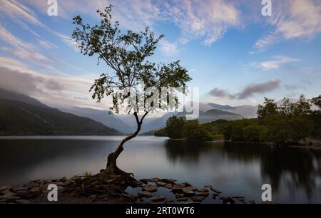 L'albero solitario di Llanberis si trova ai margini di Llyn Padarn, Llanberis, Snowdonia, Galles, Regno Unito Foto Stock