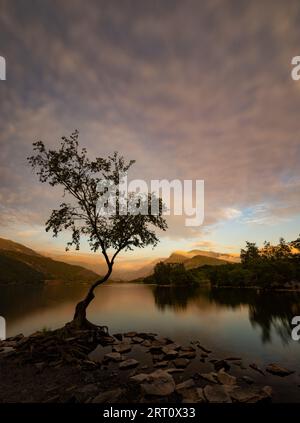 L'albero solitario di Llanberis si trova ai margini di Llyn Padarn, Llanberis, Snowdonia, Galles, Regno Unito Foto Stock