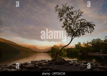 L'albero solitario di Llanberis si trova ai margini di Llyn Padarn, Llanberis, Snowdonia, Galles, Regno Unito Foto Stock