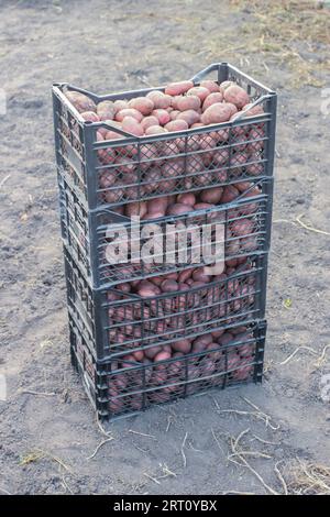 Patate rosse appena scavate in casse di plastica in un campo agricolo Foto Stock
