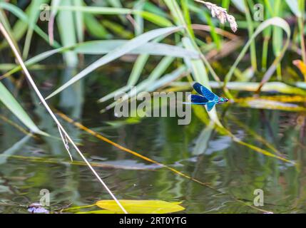 Una damigella dalle ali larghe, maschio (Calopteryx splendens, Calopterygidae) che vola sui boschetti d'acqua dello stagno. Baltico orientale Foto Stock