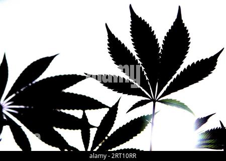 Foto del fascicolo datata 03/08/07 di una foto generica di una pianta di Cannabis (Cannabis Sativa). La polizia scozzese ha sequestrato droghe illegali del valore stimato di oltre 4 milioni di sterline tra aprile e giugno di quest'anno, i dati mostrano. Data di emissione: Domenica 10 settembre 2023. Foto Stock