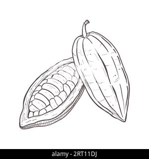 Serie di illustrazioni vettoriali di fagioli di cacao chiusi e aperti. Si vedono i semi. Contorno nero delle cialde, disegno grafico. Per cartoline, design e. Illustrazione Vettoriale