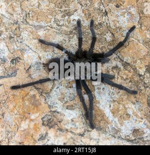 California Tarantula maschio adulto in cerca di una femmina durante la stagione degli accoppiamenti. Stevens Creek County Park, Santa Clara County, California, Stati Uniti. Foto Stock